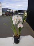 1261 · WHITE/LIGHT PINK CYMBIDIUM ORC
