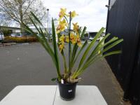 1262 · YELLOW/PINK CYMBIDIUM ORCHID