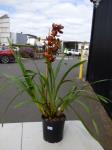 1263 · BURGUNDY/YELLOW CYMBIDIUM ORCH
