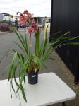 1264 · PINK/BURGUNDY CYMBIDIUM ORCHID