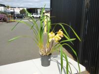 1265 · YELLOW/BURGUNDY CYMBIDIUM ORCH