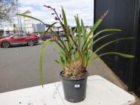 1266 · POTTED CYMBIDIUM ORCHID