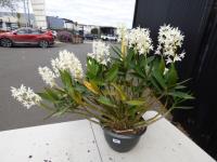 1267 · WHITE DENDROBIUM ORCHID