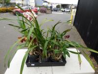 1268 · SMALL ORCHIDS - 5 CYMBIDIUM &