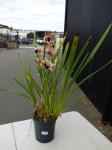 1270 · YELLOW/BURGUNDY CYMBIDIUM ORCH