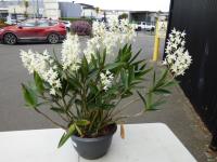 1271 · WHITE DENDROBIUM ORCHID