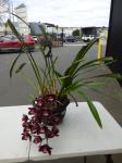 1272 · BURGUNDY CYMBIDIUM ORCHID