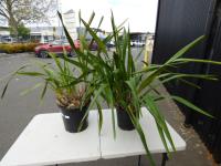 1273 · 2 POTTED CYMBIDIUM ORCHIDS