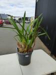 1274 · BURGUNDY CYMBIDIUM ORCHID