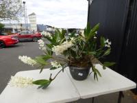 1275 · WHITE DENDROBIUM ORCHID