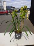 1276 · LIME GREEN/BURGUNDY CYMBIDIUM