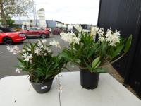 1277 · 2 POTTED WHITE/PINK DENDROBIUM