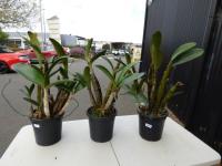 1278 · 3 POTTED DENDROBIUM ORCHIDS