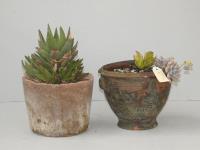 48 · 2 POTTED SUCCULENTS IN OLD POT