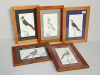 5 Avian Prints In Pine Frames