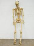 Novelty Human Skeleton H-158 C